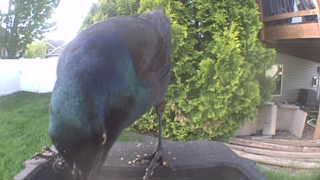 common grackle