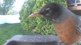 american robin