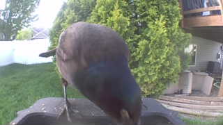 common grackle