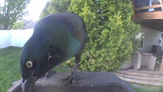 common grackle