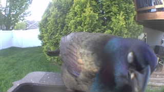 rock pigeon