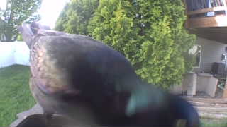 cayuga duck