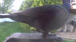 common grackle