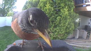 american robin