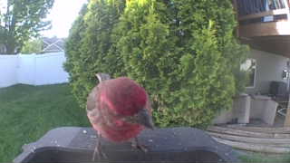 purple finch