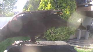 american crow