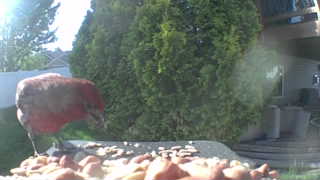 purple finch