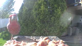 purple finch