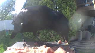 common raven