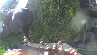 american crow