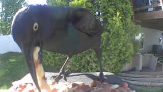 common grackle