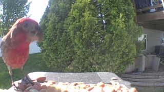 purple finch