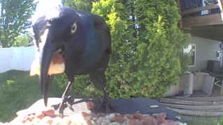 common grackle