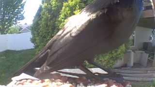 common grackle