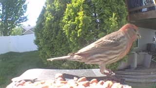 house finch