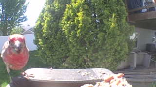 house finch