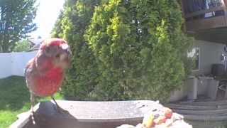 crimson rosella