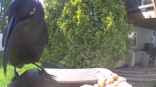common grackle