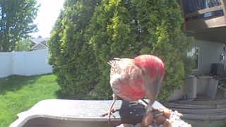 house finch