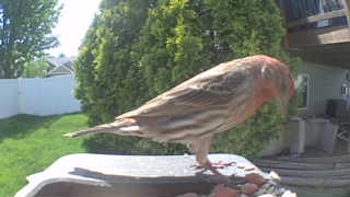 house finch