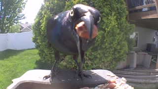 european starling