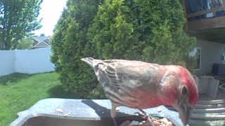 house finch