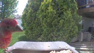 house finch