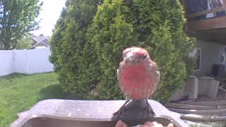 house finch
