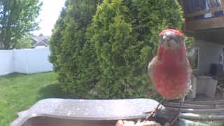 purple finch
