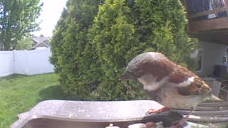 house sparrow