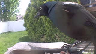 common grackle