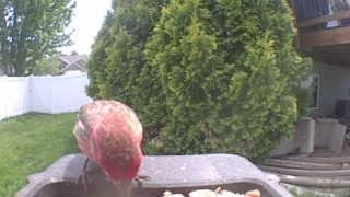 wild turkey