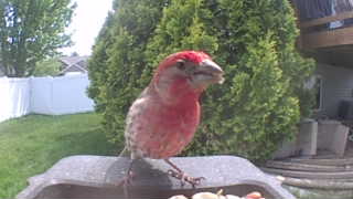 purple finch