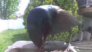 rock pigeon