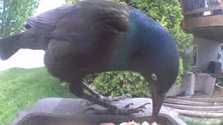 common grackle