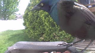 common grackle