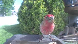 house finch