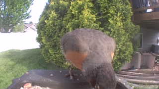 american robin