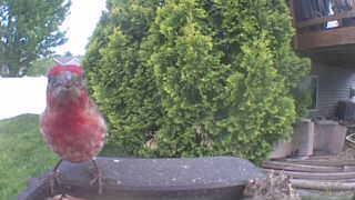 house finch