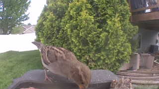 house sparrow