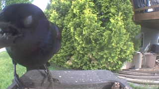 common grackle