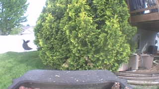 Unidentified clip