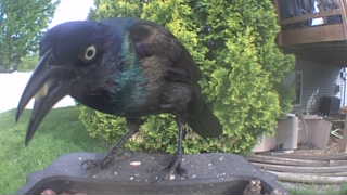 common grackle