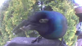 european starling