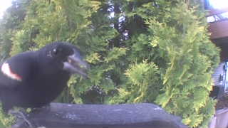black-billed magpie