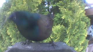 common grackle