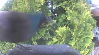 common grackle