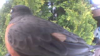 american robin