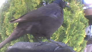 common grackle