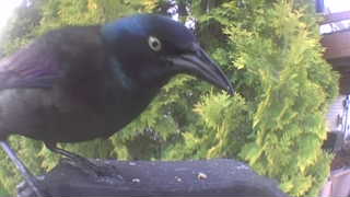common grackle